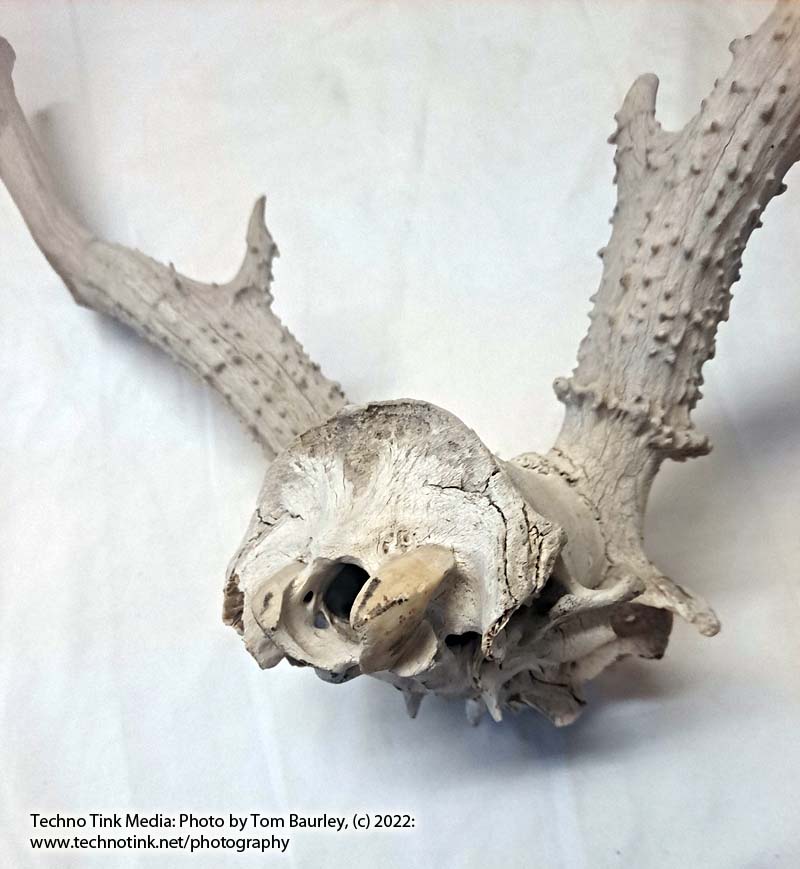 Partial Deer skull occipital with Rack, worn 19"x17"x10" - Image 12