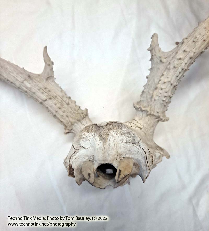 Partial Deer skull occipital with Rack, worn 19"x17"x10" - Image 13