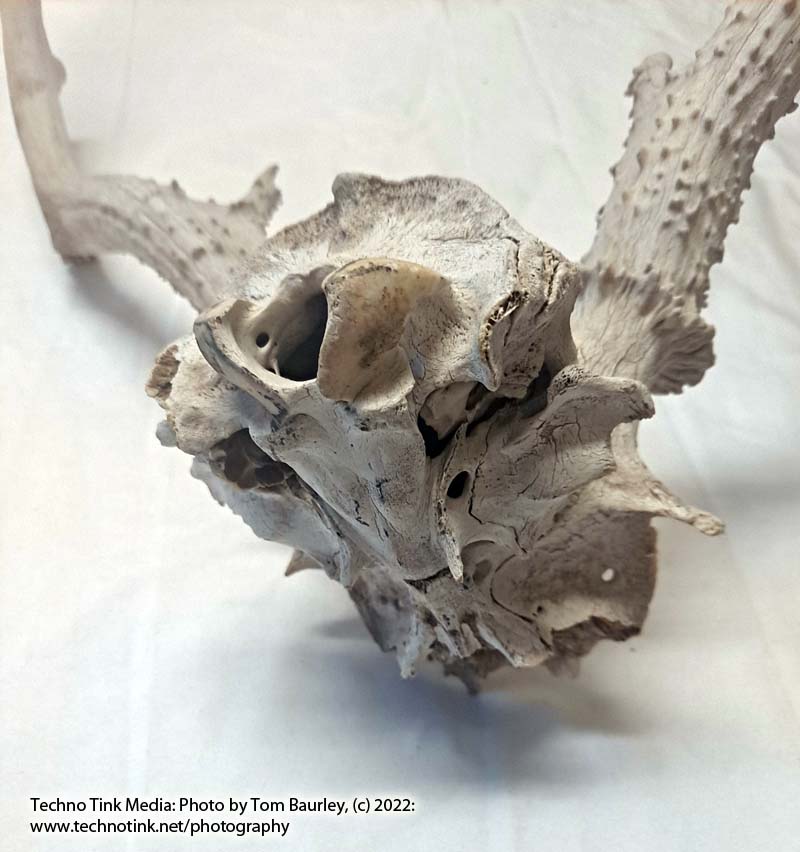 Partial Deer skull occipital with Rack, worn 19"x17"x10" - Image 14