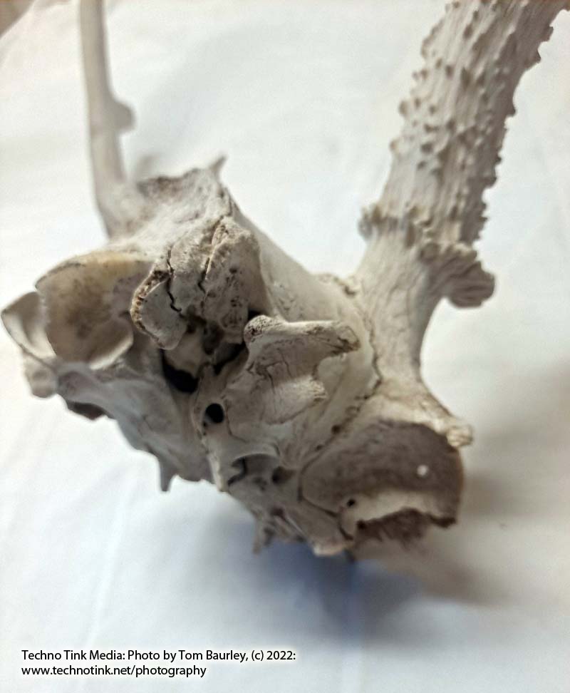 Partial Deer skull occipital with Rack, worn 19"x17"x10" - Image 15