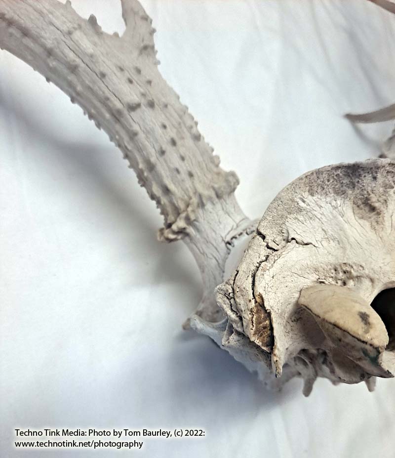 Partial Deer skull occipital with Rack, worn 19"x17"x10" - Image 16