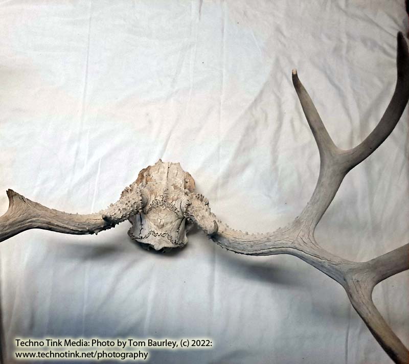 Partial Deer skull occipital with Rack, worn 19"x17"x10" - Image 17