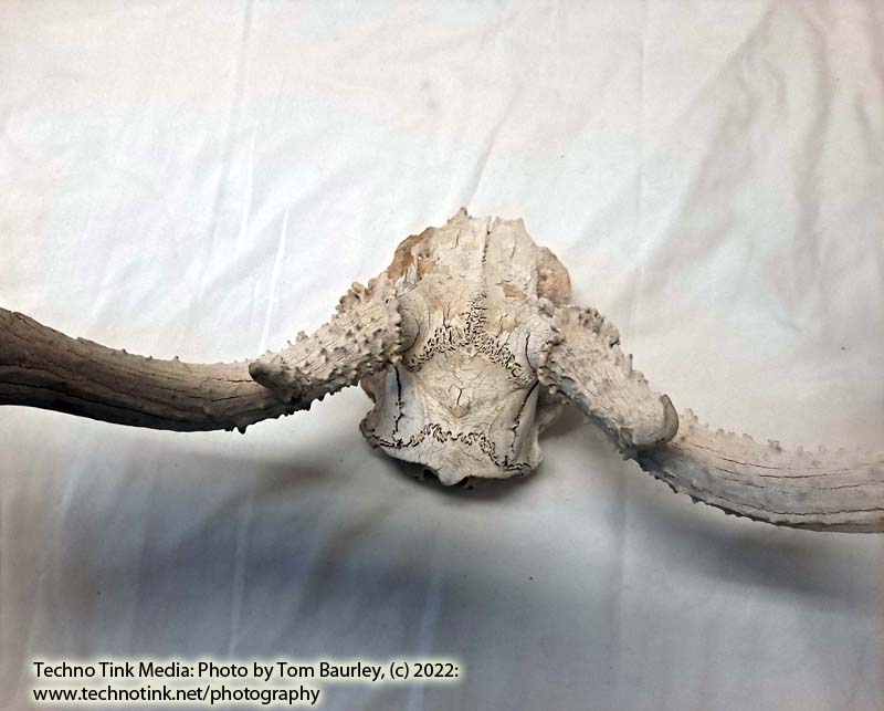 Partial Deer skull occipital with Rack, worn 19"x17"x10" - Image 18