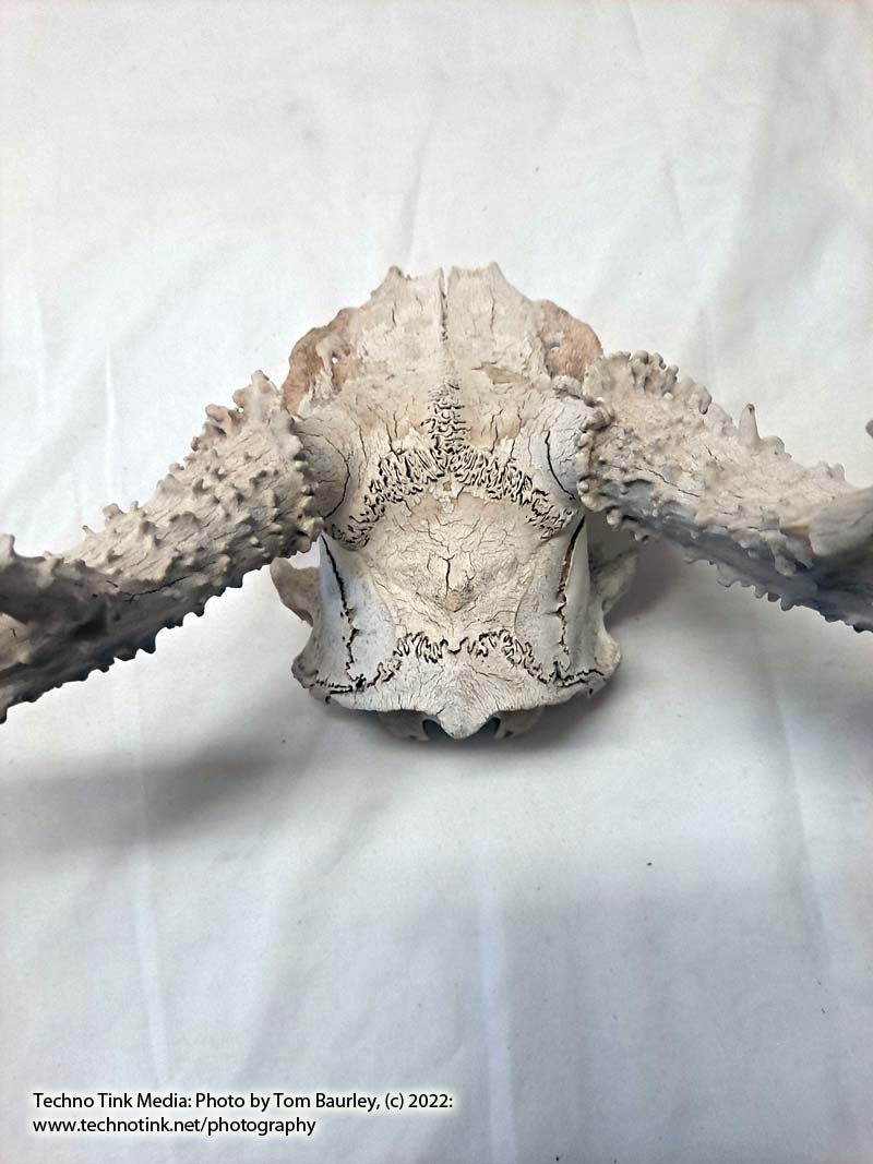 Partial Deer skull occipital with Rack, worn 19"x17"x10" - Image 19