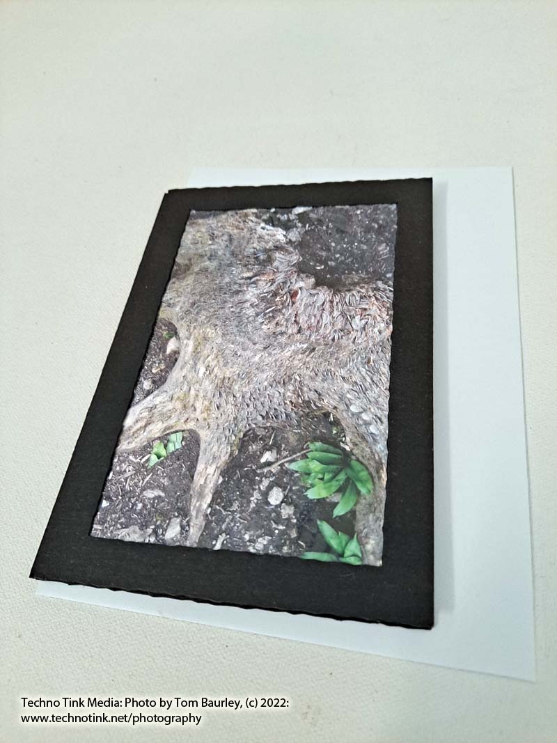 Photo card of money tree trunk Yorkshire Dales by Tom Baurley
