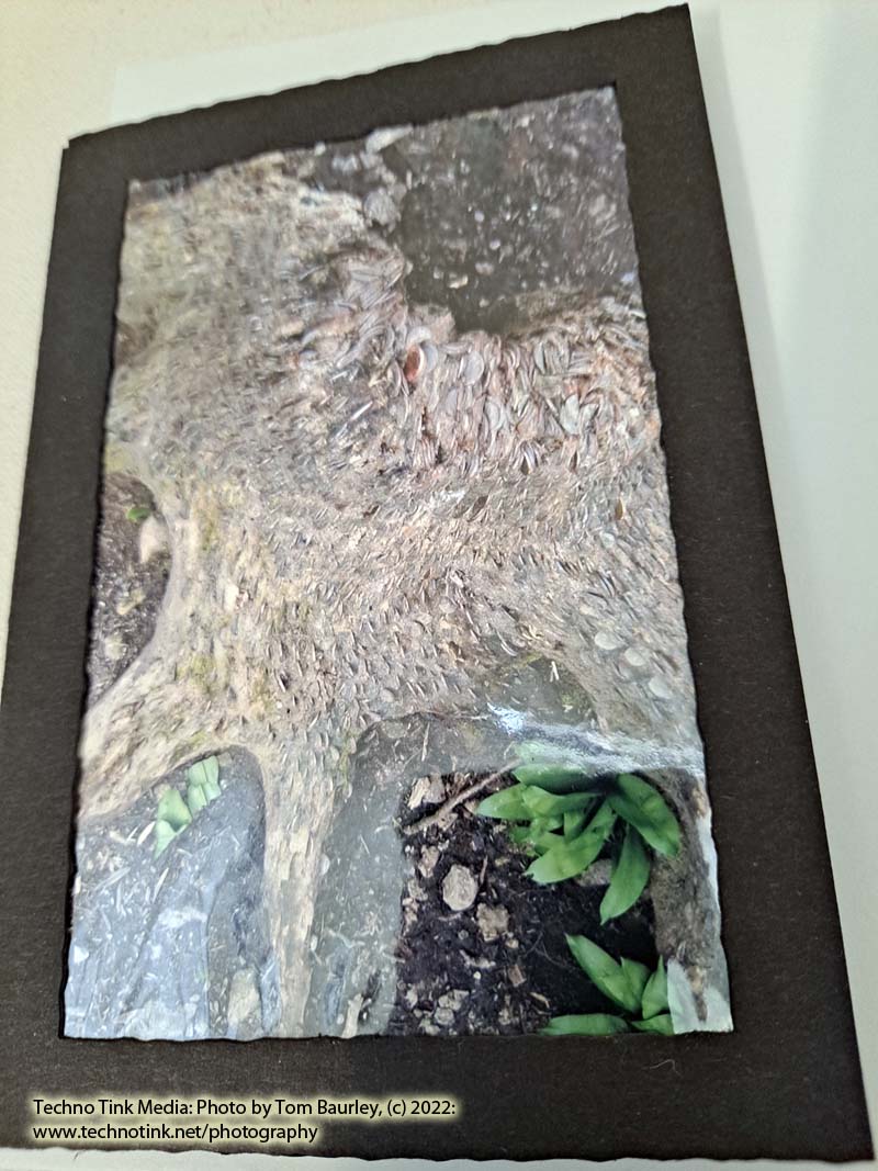 Photo card of money tree trunk Yorkshire Dales by Tom Baurley - Image 5