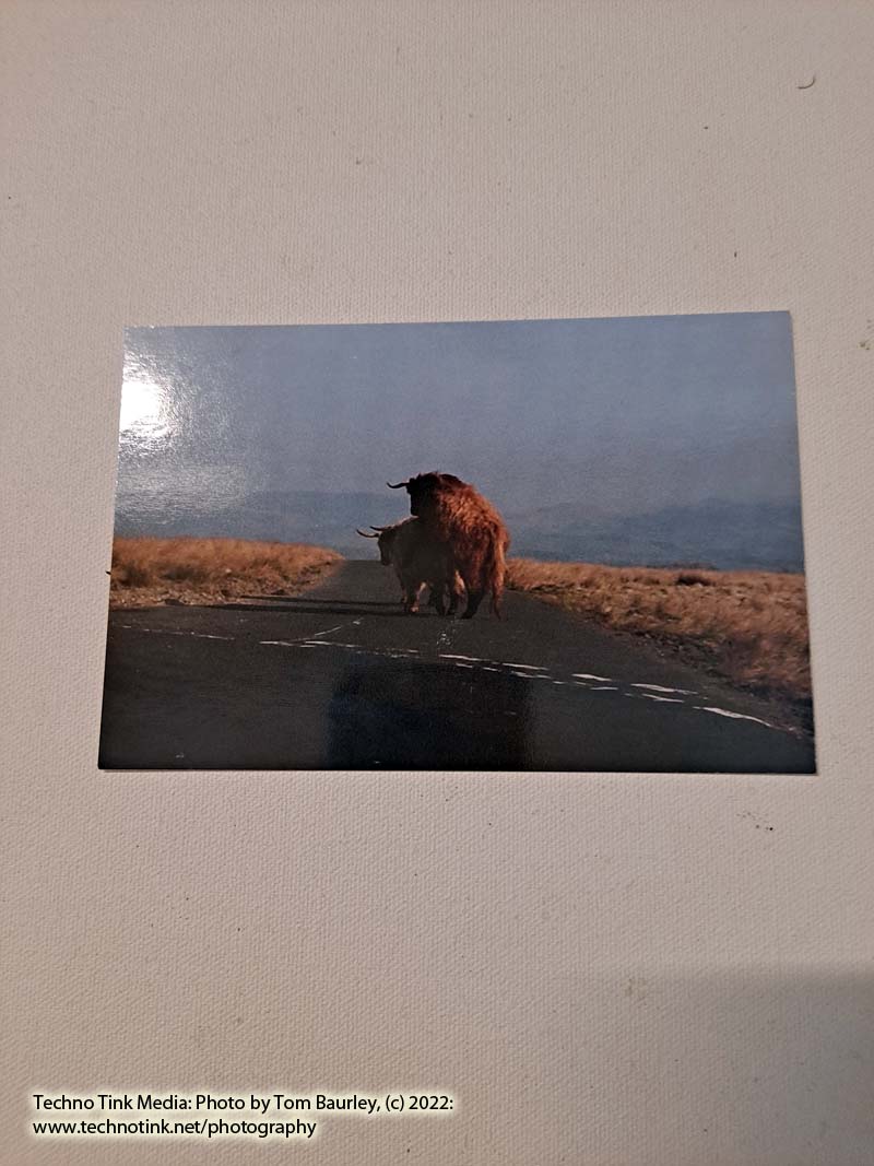 Photo Postcard of Humping Heffer in Yorkshire Dales, United Kingdom - Image 2