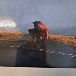 Photo Postcard of Humping Heffer in Yorkshire Dales, United Kingdom