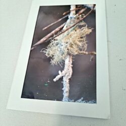 Oak Moss Columbia South Carolina Photo Card by Tom Baurley 2012