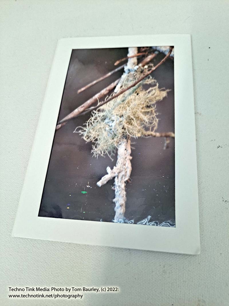 Oak Moss Columbia South Carolina Photo Card by Tom Baurley 2012
