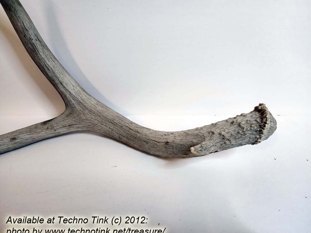 Branched Deer Antler - 2 Branch Y with small tine at base - Image 5