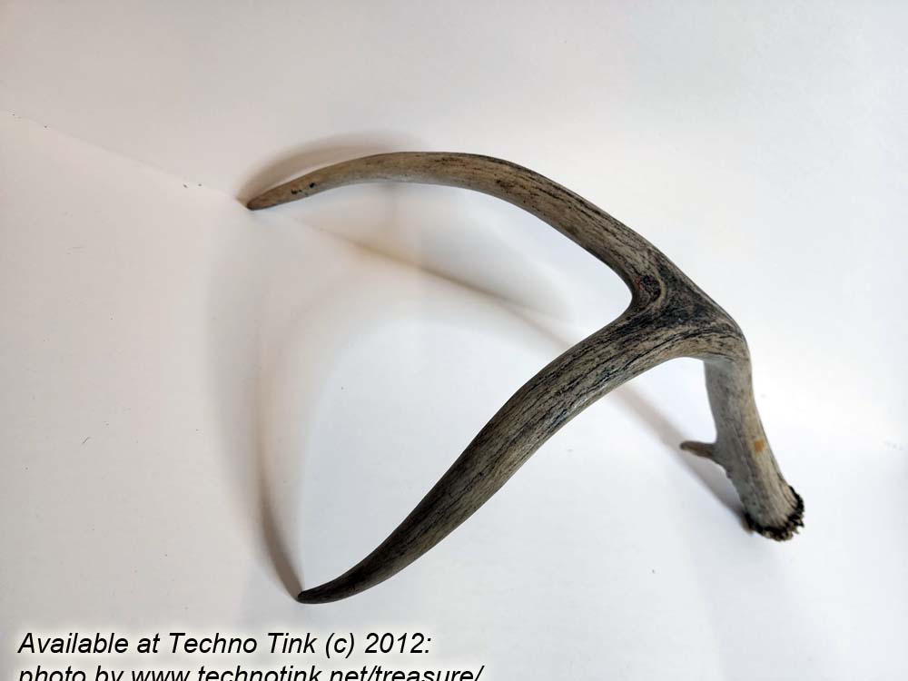 Branched Deer Antler - 2 Branch Y with small tine at base - Image 7