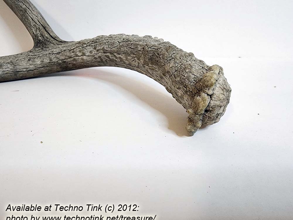Branched Deer Antler - 3 Branch Y - Image 6