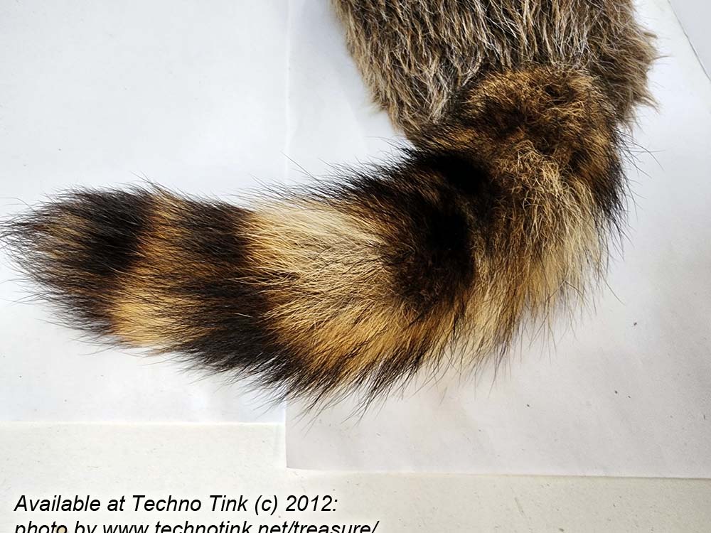 Coon skin cap - Regular Size - Image 4