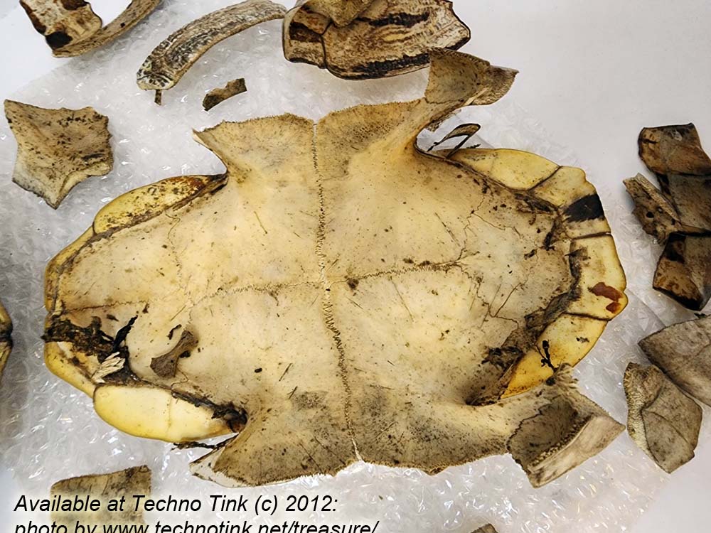 Fractured Turtle Shell pieces 9" x 7" x 4" - Image 11