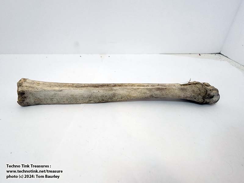 Deer Tibia measuring approximately 10"x1.5"x1" - Image 3