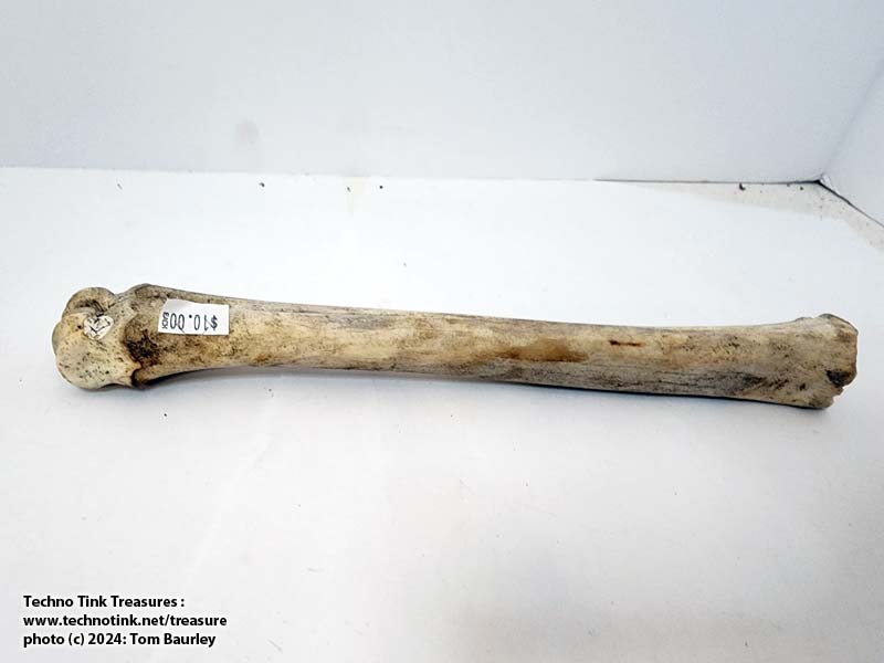 Deer Tibia measuring approximately 10"x1.5"x1" - Image 4