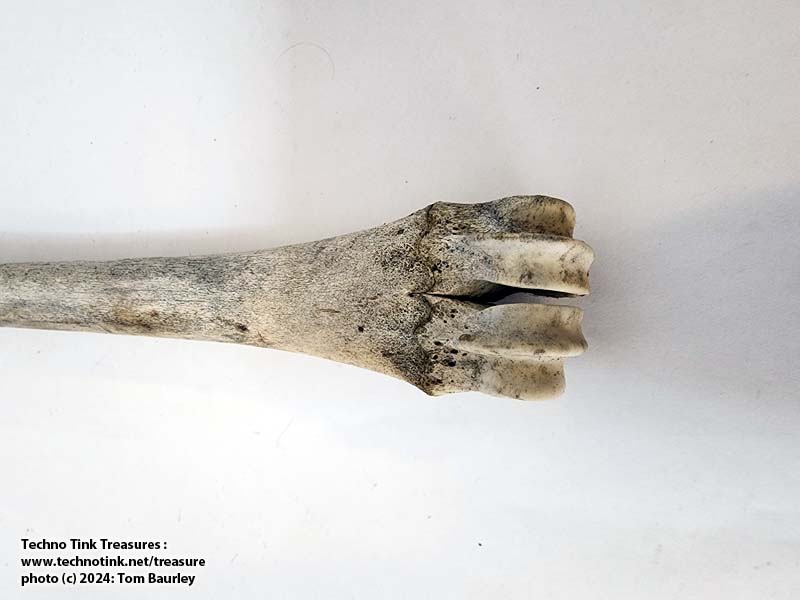 Deer Tibia measuring approximately 10"x1.5"x1" - Image 6