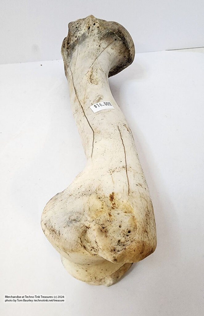Small Cow Femur 12x4x2 inches