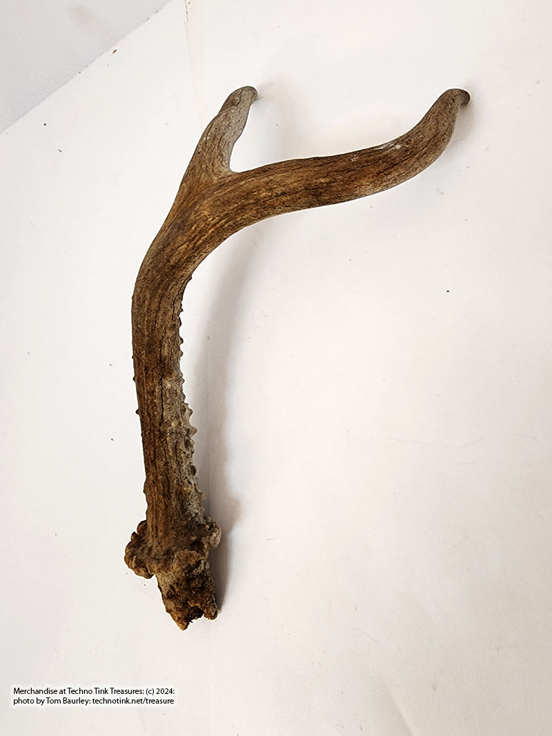 Deer antler, branched Y approx 9x4 inches - Image 3