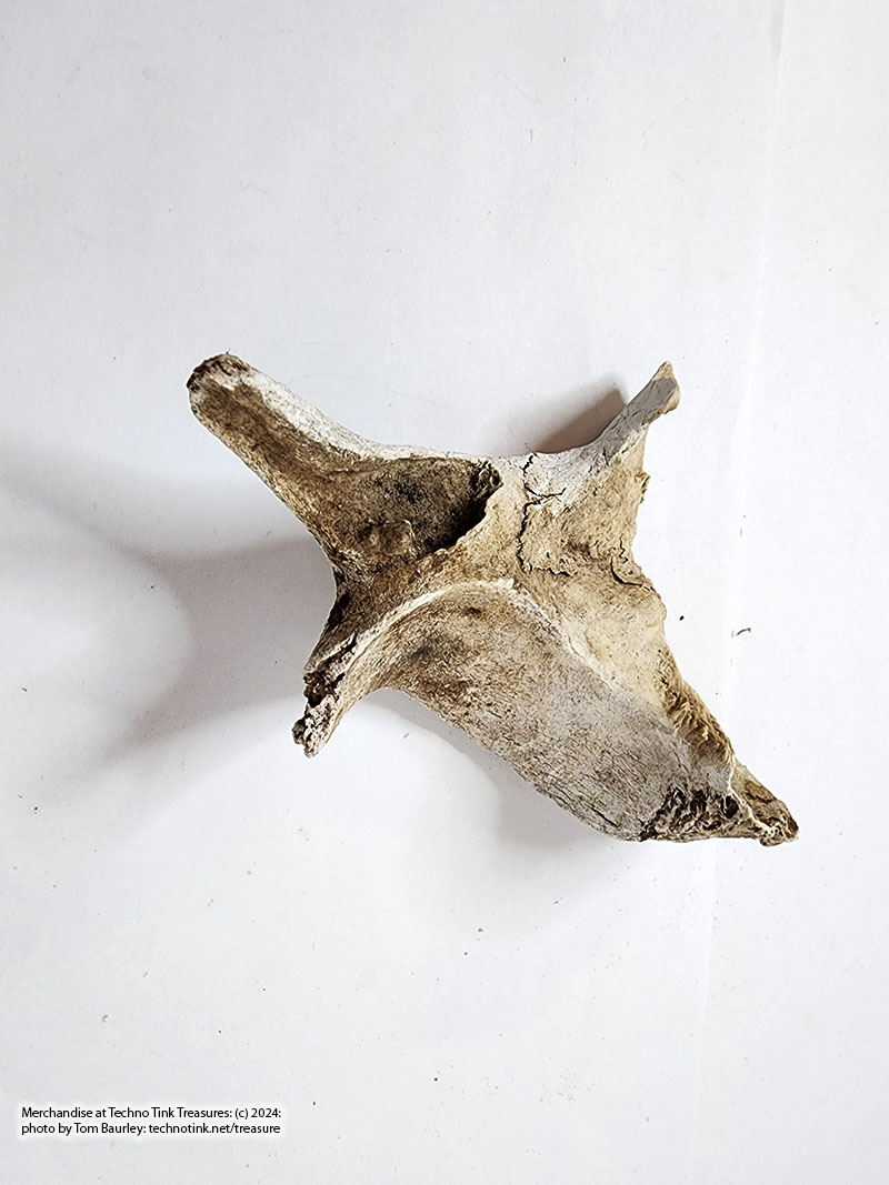 Deer pelvis fragment - Image 3