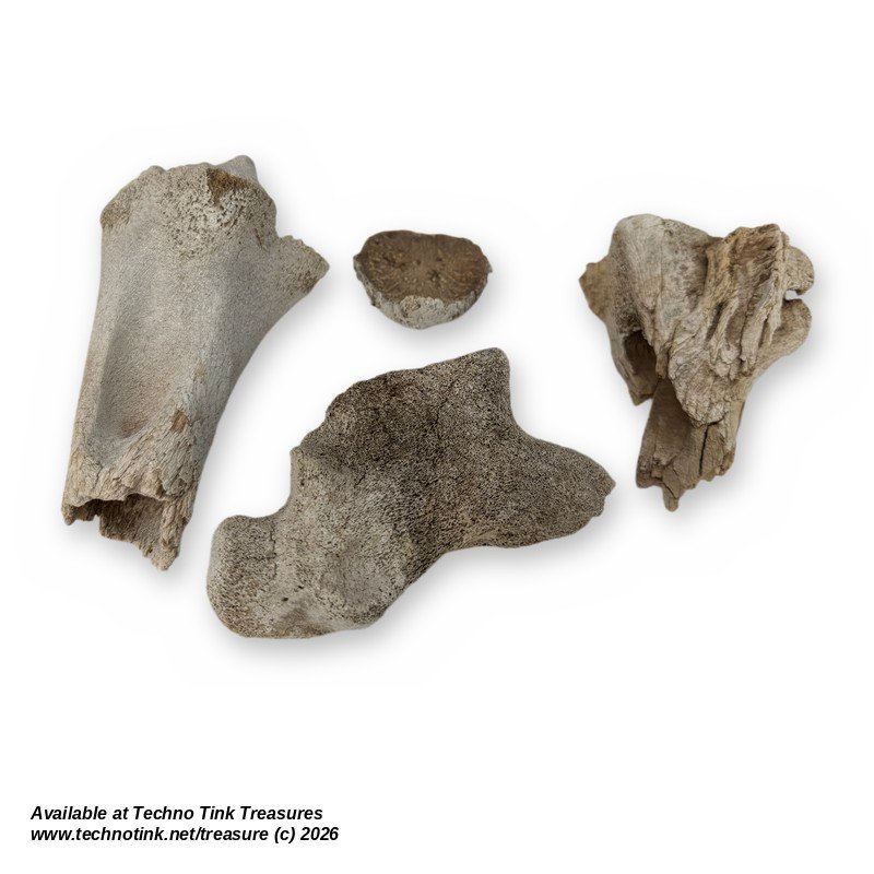 Lot of 4 Cow Leg Bone Fragments - Natural Weathered Sun Dried Bovine Bones - Image 2