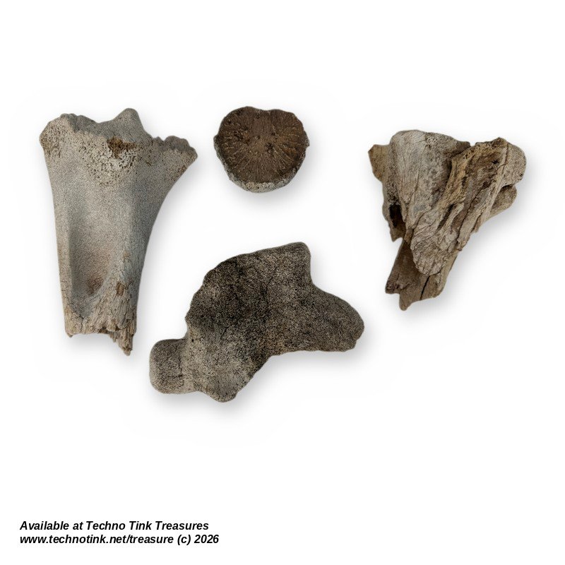 Lot of 4 Cow Leg Bone Fragments - Natural Weathered Sun Dried Bovine Bones - Image 3