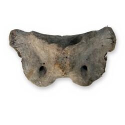 Cow Atlas Vertebra C1 Neck Bone - Natural Weathered Sun Dried Bovine Bone 9in