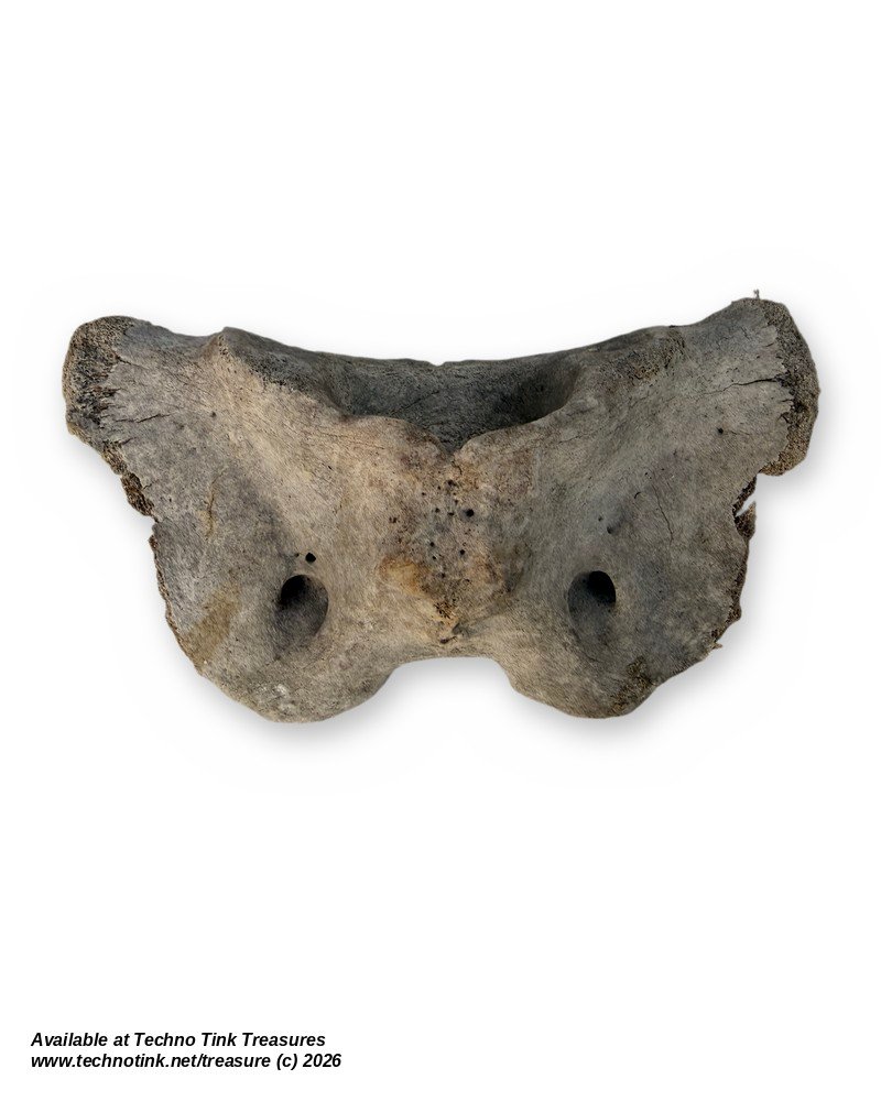 Cow Atlas Vertebra C1 Neck Bone - Natural Weathered Sun Dried Bovine Bone 9in