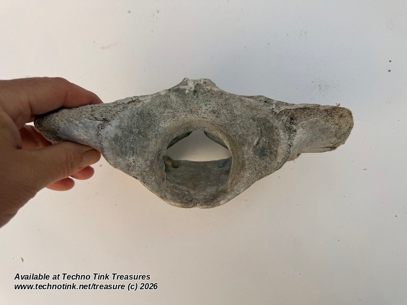 Cow Atlas Vertebra C1 Neck Bone - Natural Weathered Sun Dried Bovine Bone 9in - Image 2