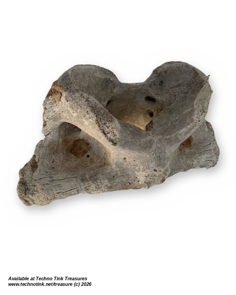 Cow Atlas Vertebra C1 Neck Bone - Natural Weathered Sun Dried Bovine Bone 9in - Image 3