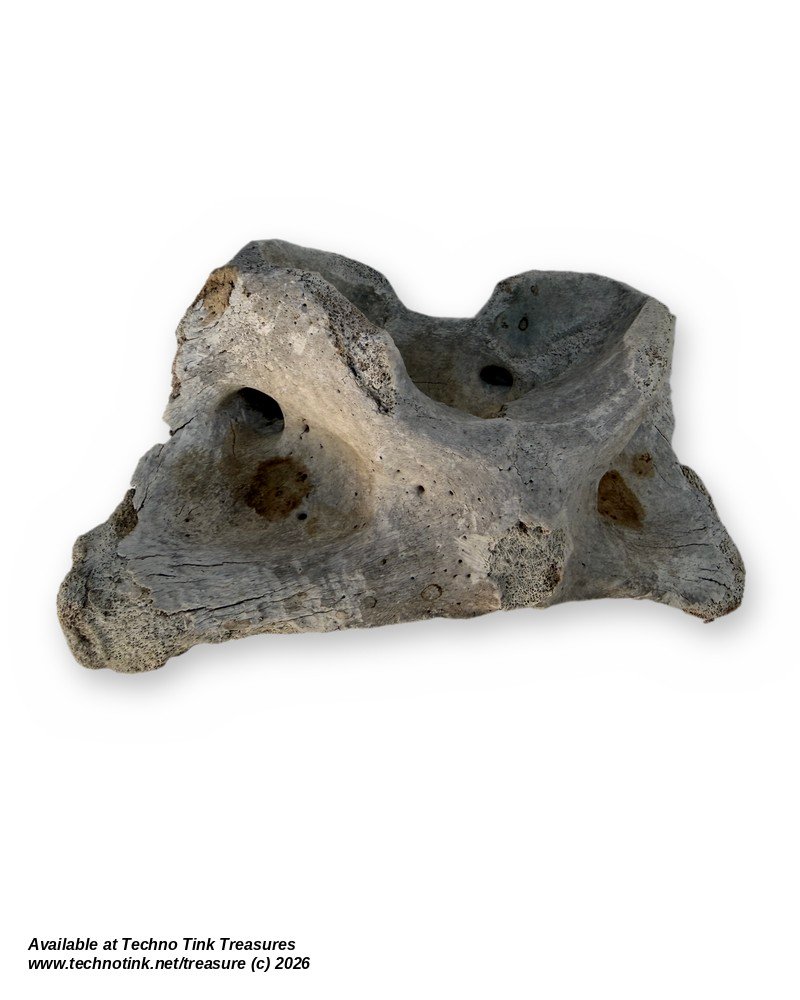 Cow Atlas Vertebra C1 Neck Bone - Natural Weathered Sun Dried Bovine Bone 9in - Image 4