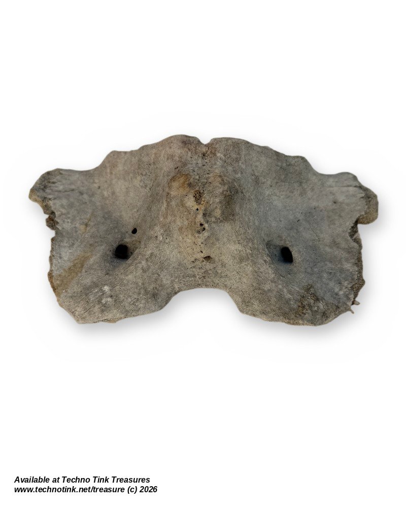 Cow Atlas Vertebra C1 Neck Bone - Natural Weathered Sun Dried Bovine Bone 9in - Image 5