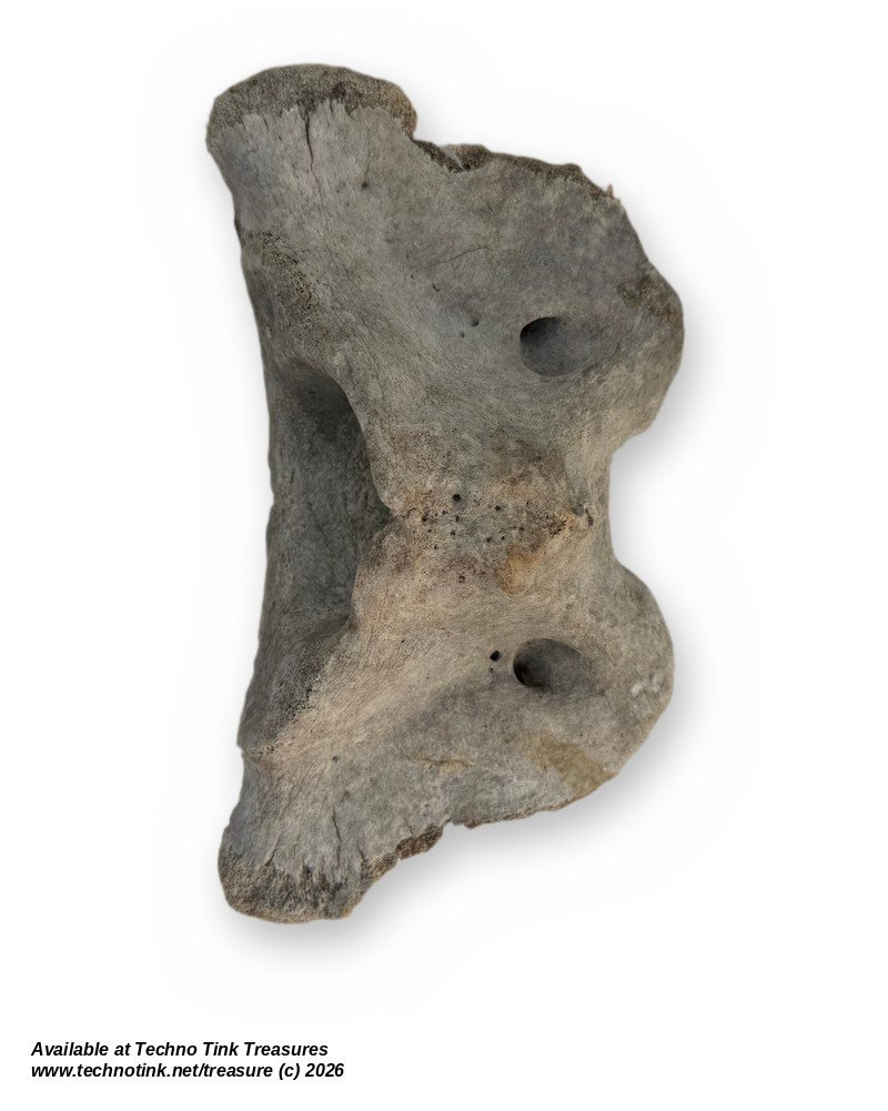 Cow Atlas Vertebra C1 Neck Bone - Natural Weathered Sun Dried Bovine Bone 9in - Image 6