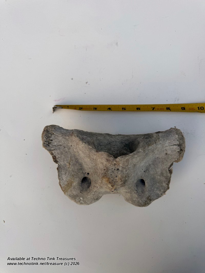 Cow Atlas Vertebra C1 Neck Bone - Natural Weathered Sun Dried Bovine Bone 9in - Image 7