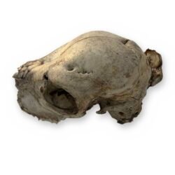 Small Deer Skull with Atlas Vertebra - Natural Uncleaned Doe Cranium 7 in