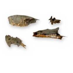 Small Mammal Skull Bone Lot - Natural Cranium, 2 Jaw Halves & Vertebra 2.7 in