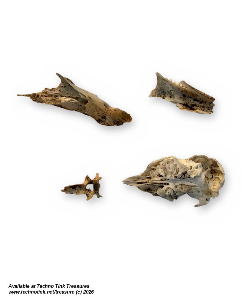 Small Mammal Skull Bone Lot - Natural Cranium, 2 Jaw Halves & Vertebra 2.7 in - Image 4