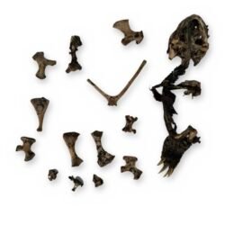 Turtle Skull & Bone Lot, Species Unknown - Natural Skull with Clawed Foot 14 Pcs
