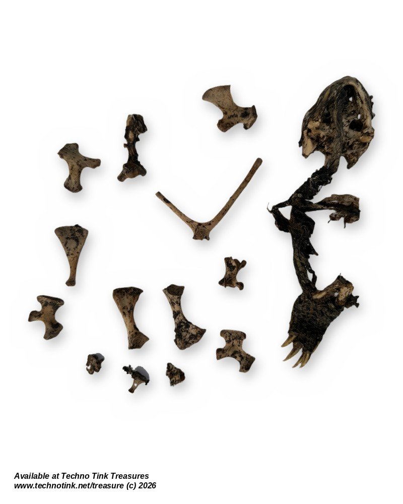 Turtle Skull & Bone Lot, Species Unknown - Natural Skull with Clawed Foot 14 Pcs