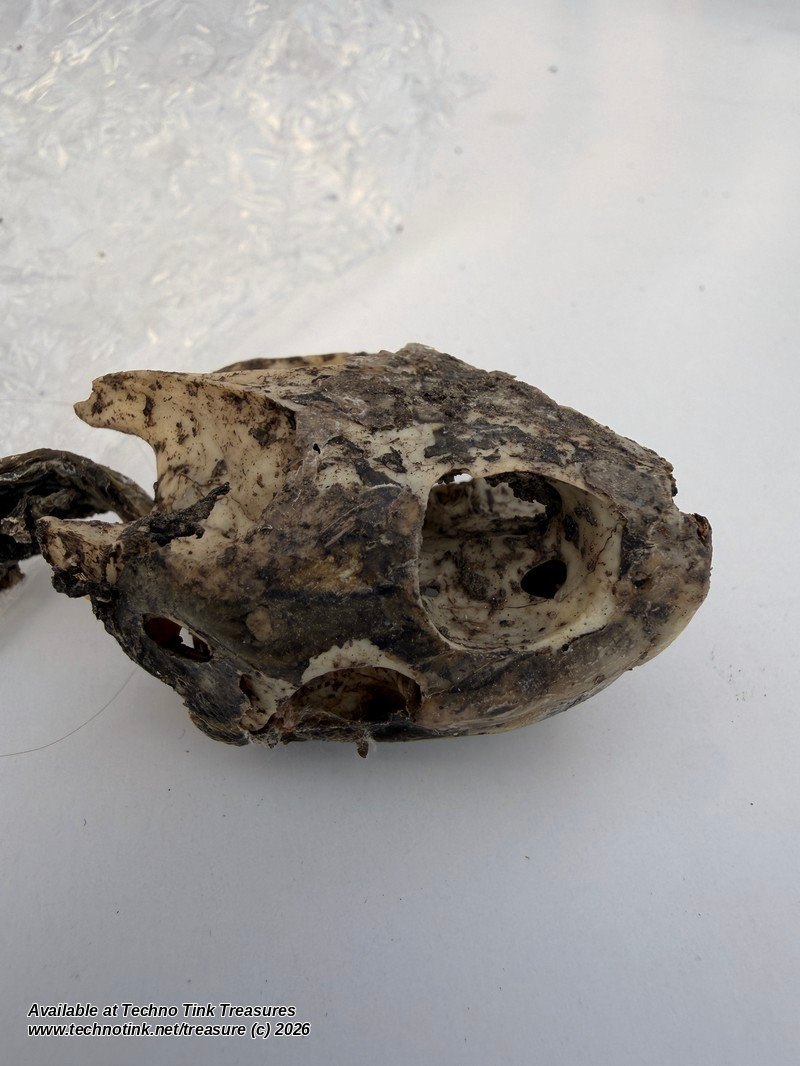 Turtle Skull & Bone Lot, Species Unknown - Natural Skull with Clawed Foot 14 Pcs - Image 10
