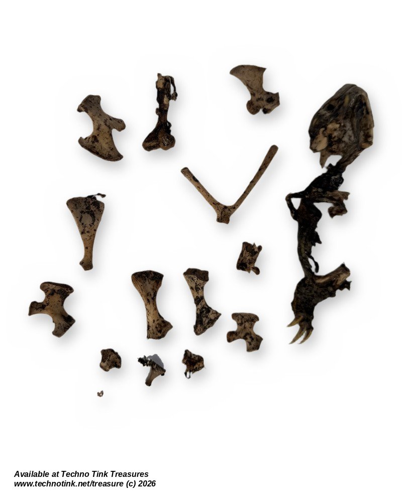 Turtle Skull & Bone Lot, Species Unknown - Natural Skull with Clawed Foot 14 Pcs - Image 2