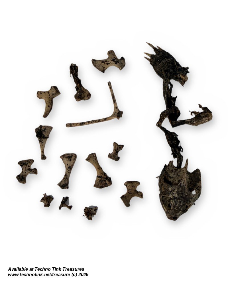 Turtle Skull & Bone Lot, Species Unknown - Natural Skull with Clawed Foot 14 Pcs - Image 3