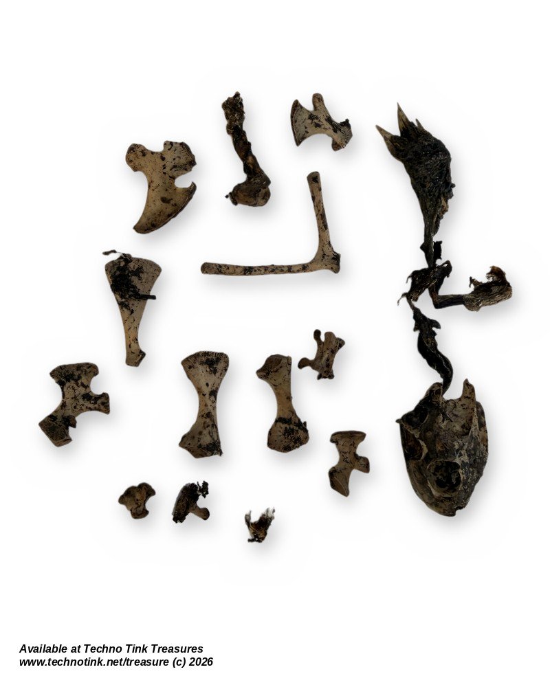 Turtle Skull & Bone Lot, Species Unknown - Natural Skull with Clawed Foot 14 Pcs - Image 4