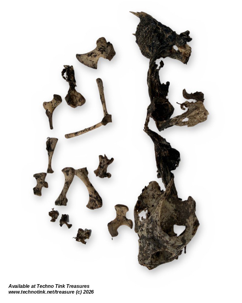 Turtle Skull & Bone Lot, Species Unknown - Natural Skull with Clawed Foot 14 Pcs - Image 5