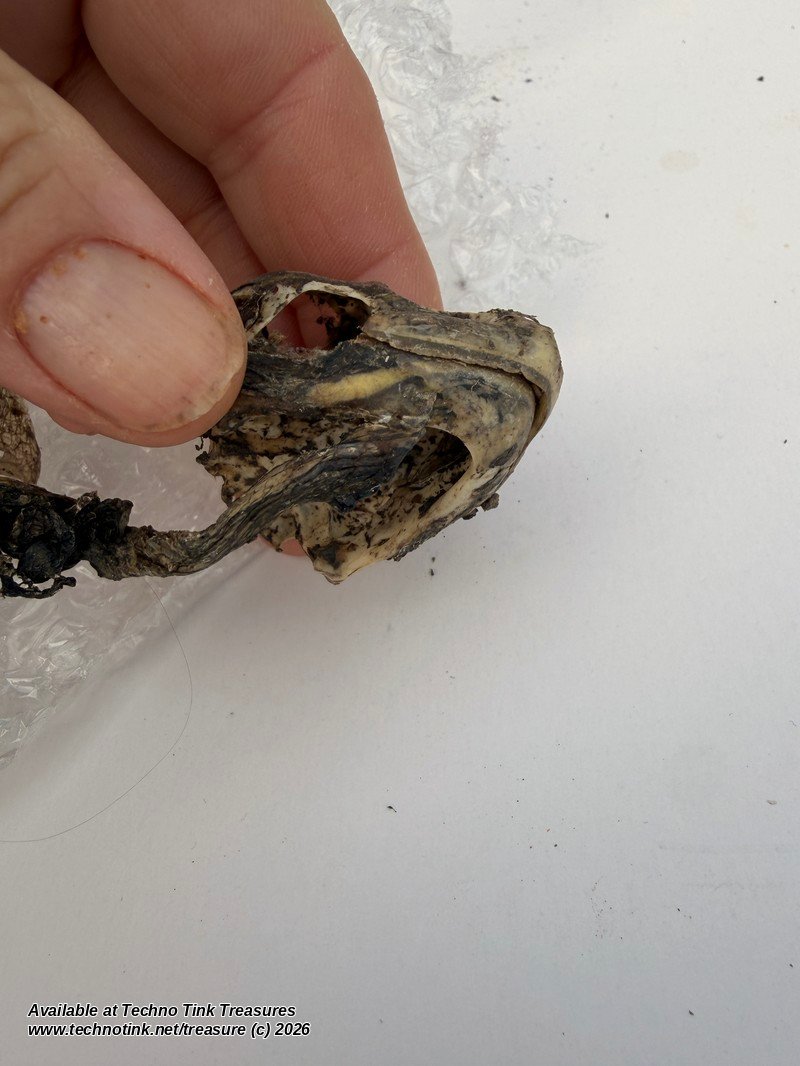 Turtle Skull & Bone Lot, Species Unknown - Natural Skull with Clawed Foot 14 Pcs - Image 7