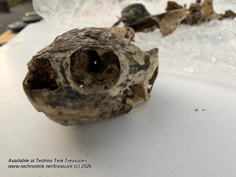 Turtle Skull & Bone Lot, Species Unknown - Natural Skull with Clawed Foot 14 Pcs - Image 8