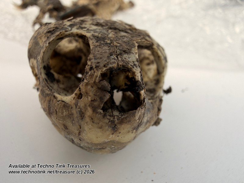 Turtle Skull & Bone Lot, Species Unknown - Natural Skull with Clawed Foot 14 Pcs - Image 9