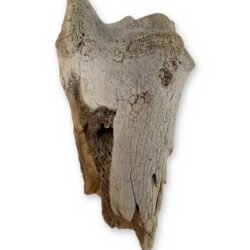 Weathered Cow Bone Fragment, 6 Inches - Natural Joint End Skeleton Oddity