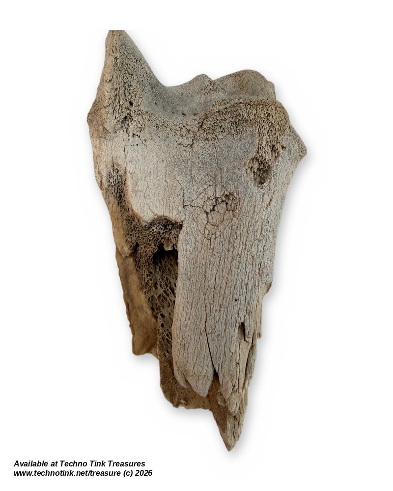 Weathered Cow Bone Fragment, 6 Inches - Natural Joint End Skeleton Oddity